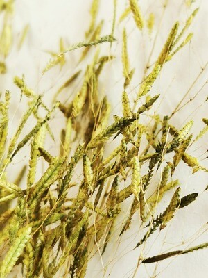 Dried Barley Grass - Green