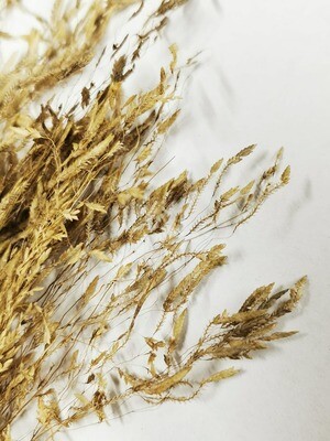 Dried Barley Grass - Natural