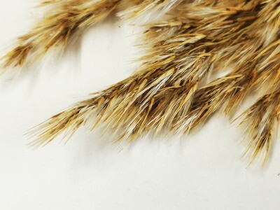 Dried Reed Plumes