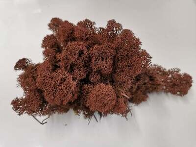 Lichen Moss - Brown