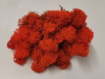 Lichen Moss - Orange