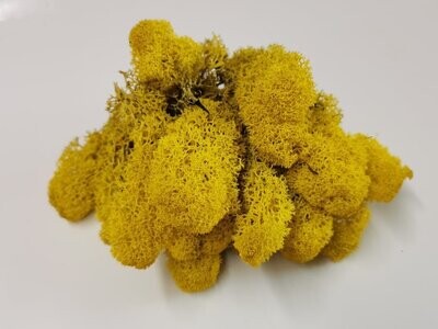 Lichen Moss - Yellow