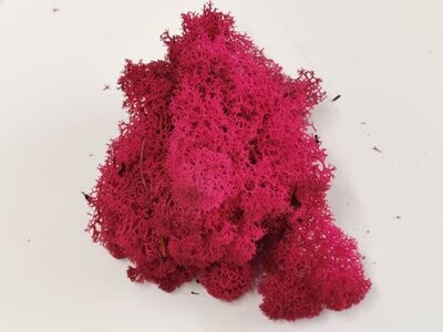 Lichen Moss - Hot Pink