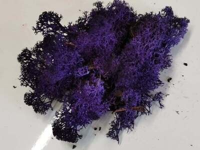 Lichen Moss - Violet