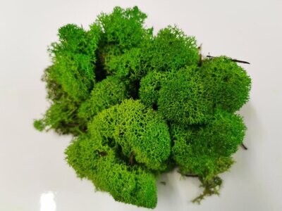 Lichen Moss - Moss Green