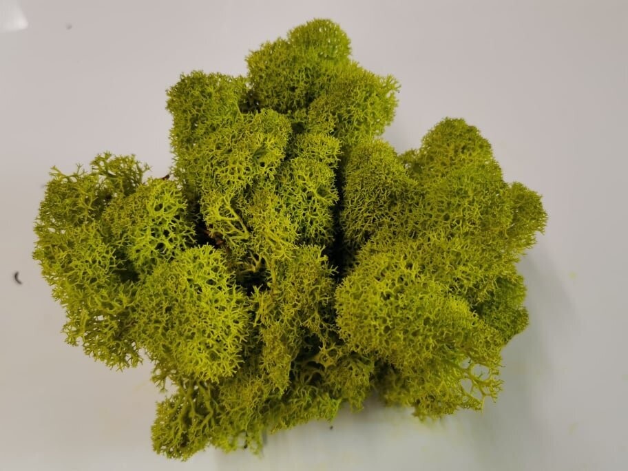 Lichen Moss - Bright Olive