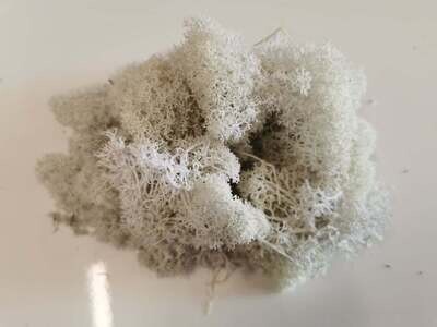 Lichen Moss - White