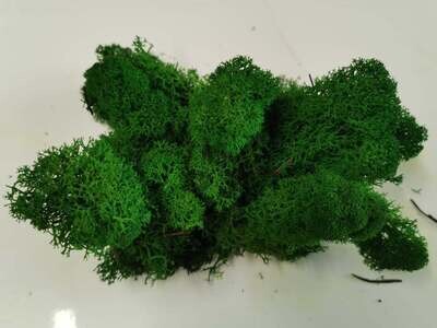 Lichen Moss - Medium Green
