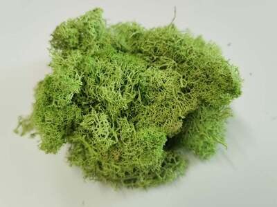 Lichen Moss - Old Green