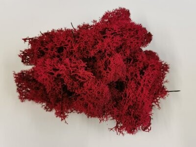 Lichen Moss - Red