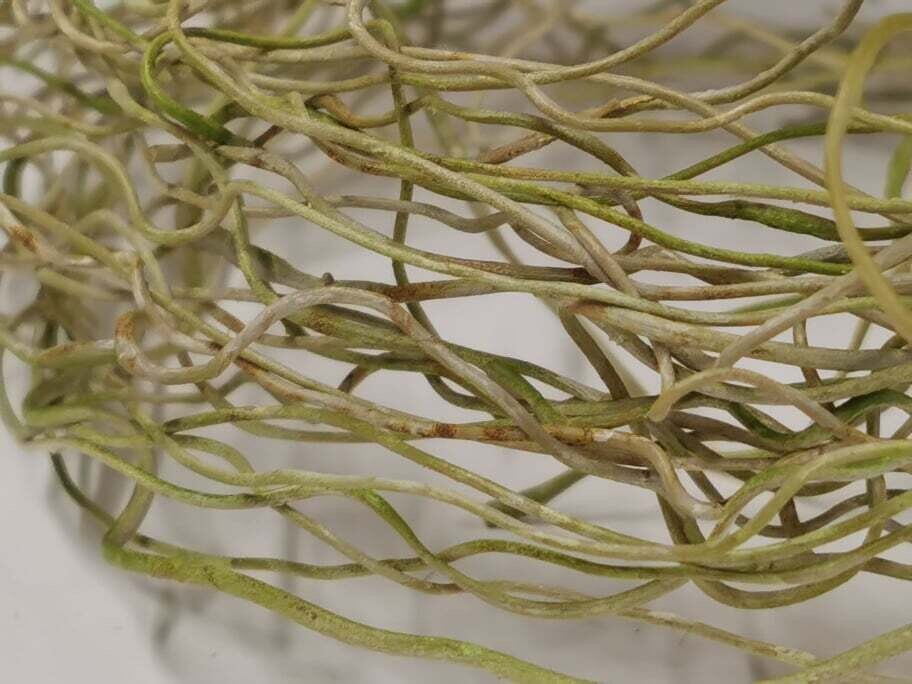 Artificial Roots / Vines - Green, Quantity: 5g