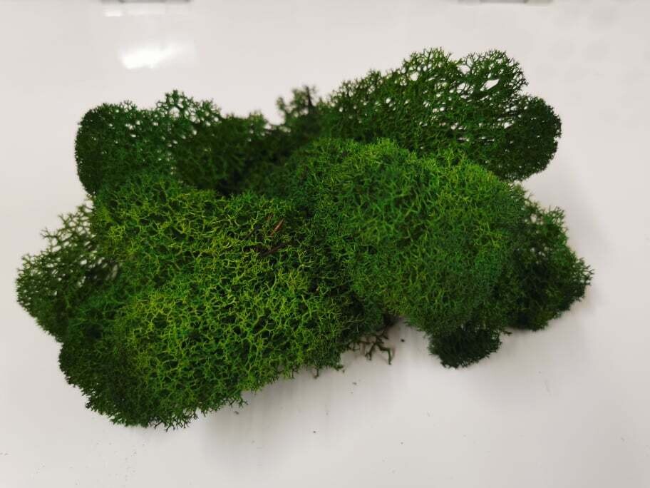 Lichen Moss - Forest Green