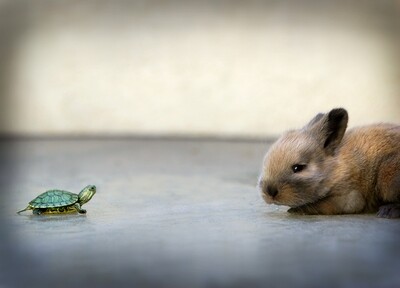 Tortoise & the Hare