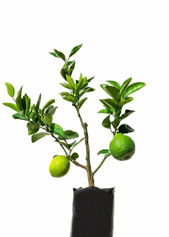 Mandarin
Orange
Grapefruit