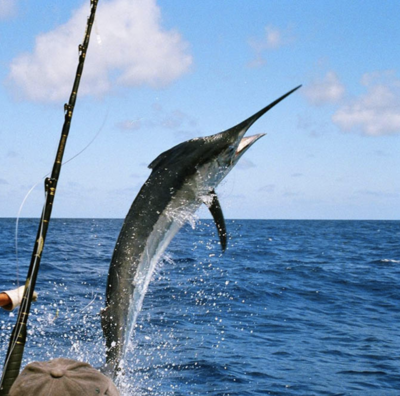 DEEP SEA FISHING / PESCA DEPORTIVA
