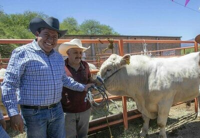 Servicios de ganadería