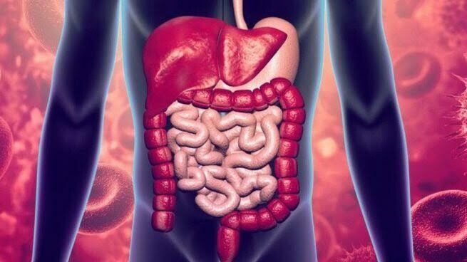 Digestivo, Depurativo, Enzimático y Precursor Celular