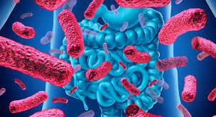 Probioticos (microbiota intestinal)
