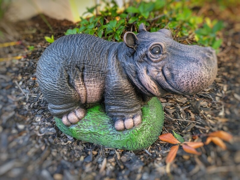 Adorable Hippo