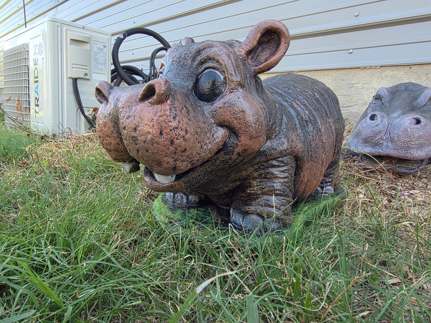 Adorable Hippo