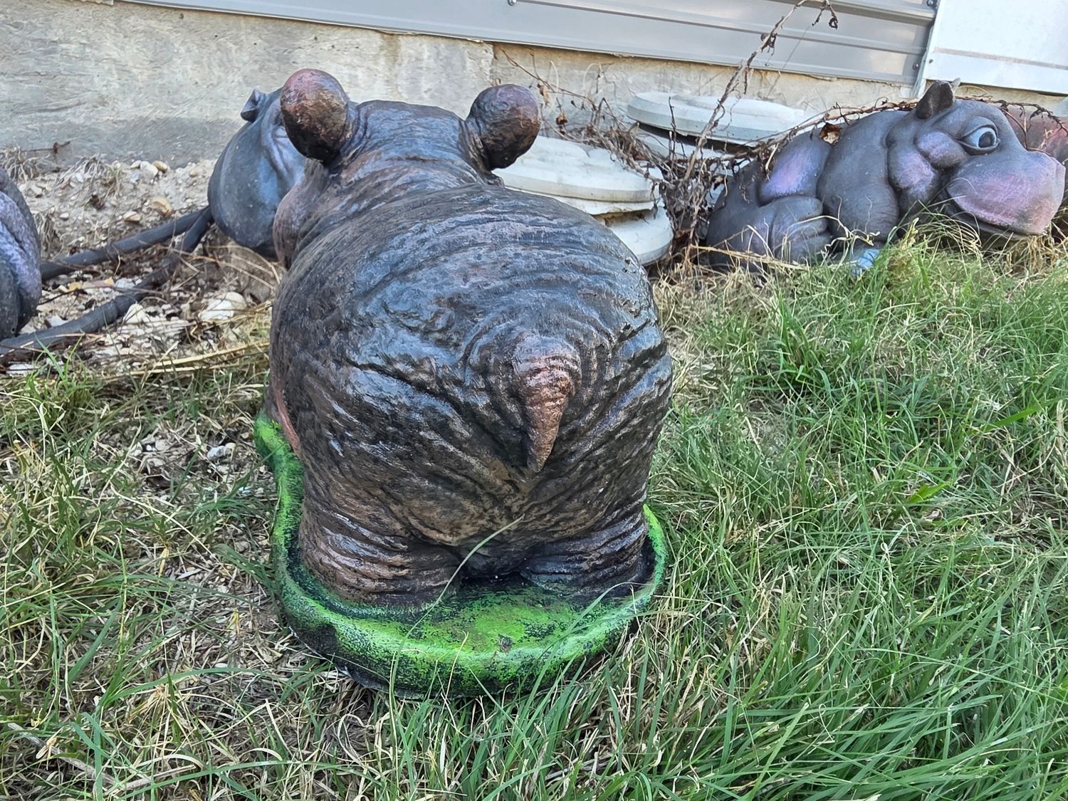 Adorable Hippo