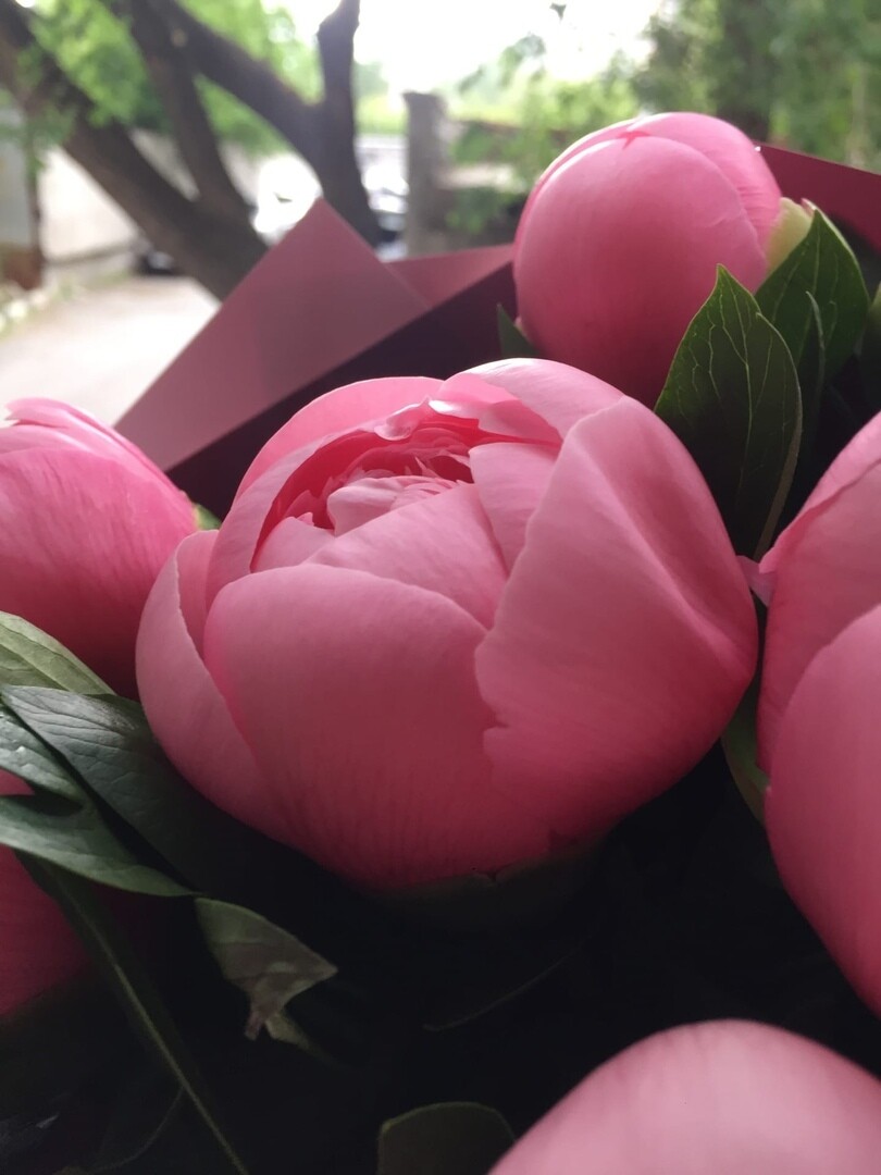 9 нежно-розовых пионов, купить с доставкой от магазина “Цветы Луны”