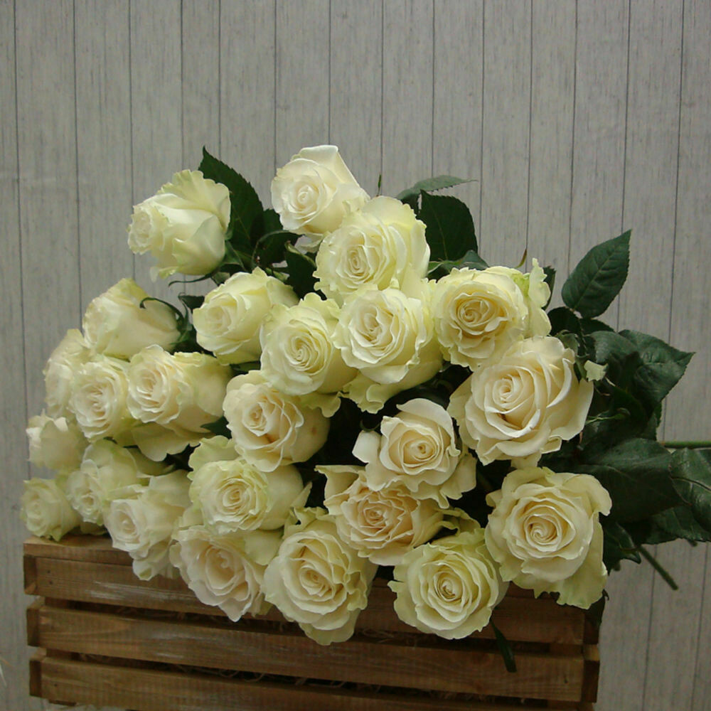 25 белых роз Мондиаль 60 см