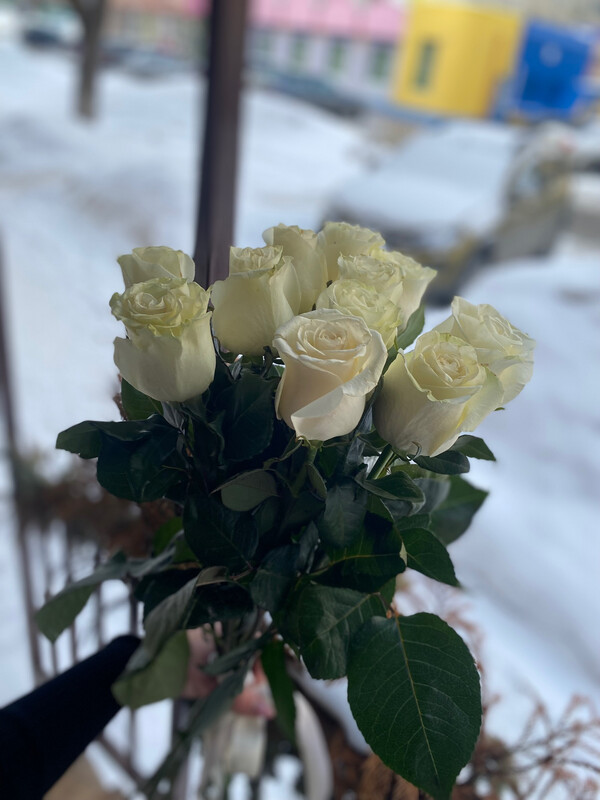 11 белых роз Мондиаль (англ. Rose Mondial)/Цветы луны