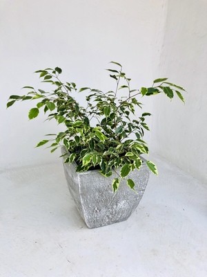 Square Bulge Cactus Pot Medium Whitewash Finish - H300mm x W300mm - 10kg