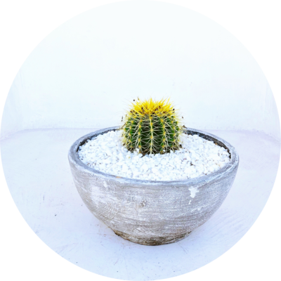 Succulent and Cactus Pots