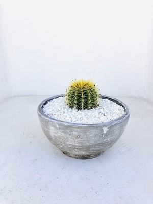 Rock Rose Cactus and Succulent Bowl Whitewash Finish - H200mm x W420mm - 8kg