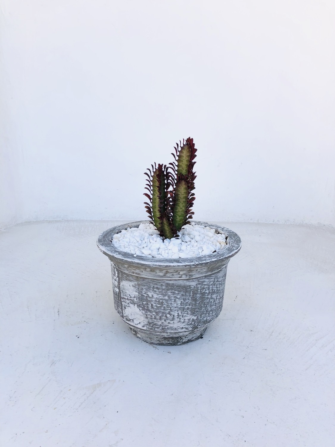 Crown Cactus and Succulent Bowl Whitewash Finish - H200mm x W290mm - 4kg