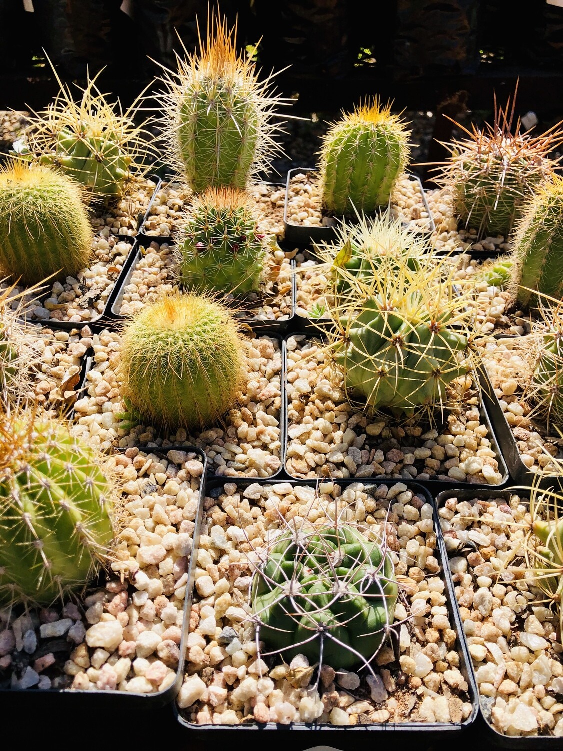 Cactus 10cm Mixed