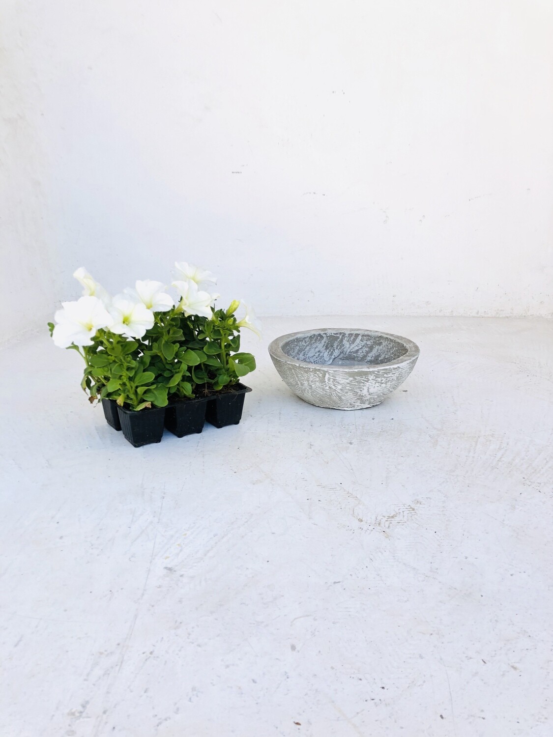 Crassula & Cactus Pot Small Whitewash Finish - H90mm x W240mm - 2kg