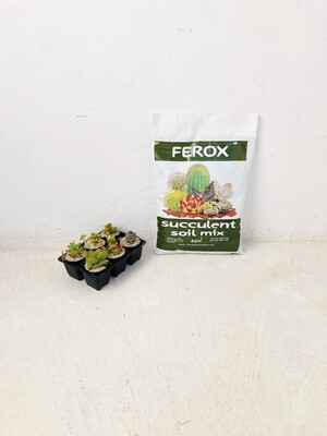 Succulent and Cactus Organic Soil Mix 4dm3
