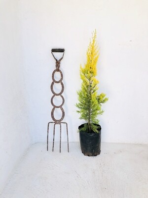 Cupressus macrocarpa 'Donard Gold' 10 liters Cupressus macrocarpa 'Donard Gold' 10 liters