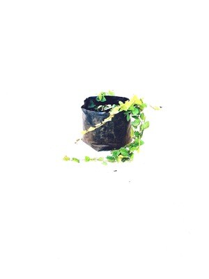 Tickey Creeper Ficus pimula 2liter Tickey Creeper Ficus pimula 2liter