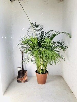 Bamboo Palm 30cm Pot! Large Plants!!! Bamboo Palm 30cm Pot! Large Plants!!!