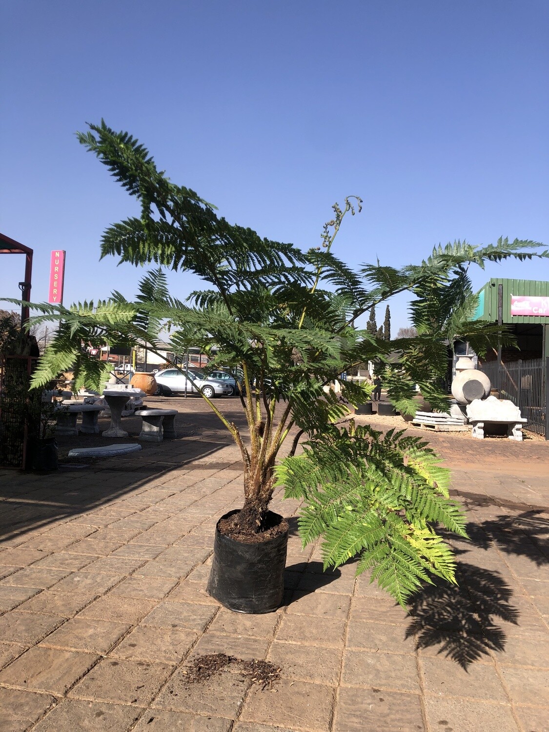 Cyathea brownii Tree fern 40 liter