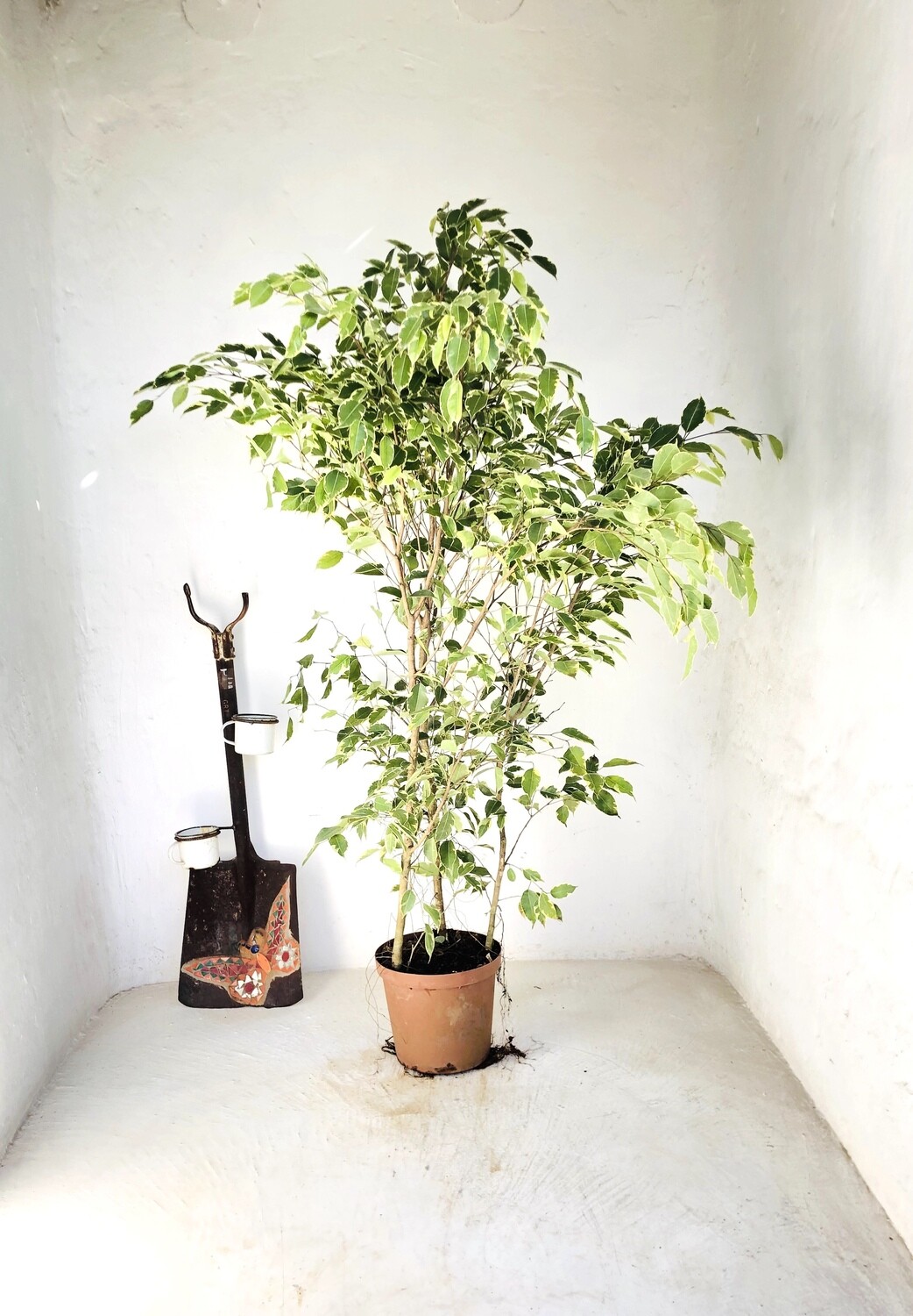 Ficus Benjamina &#39;Golden King&#39; 25cm Pot