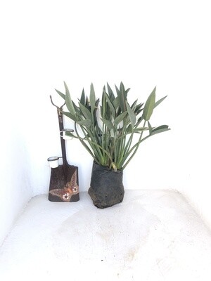 Strelitzia reginae 'Mandela's Gold' 20 liter Strelitzia reginae 'Mandela's Gold' 20 liter