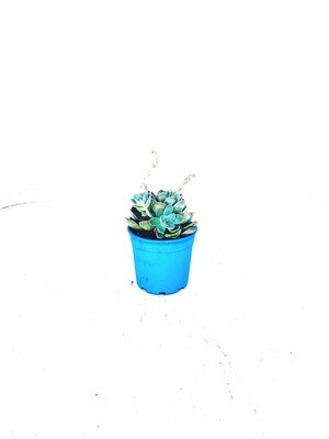 Echeveria elegans 'Rock Rose' 17cm pot Echeveria elegans 'Rock Rose' 17cm pot