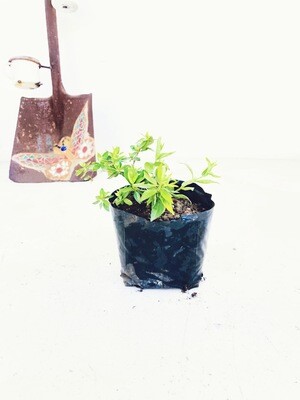 Abelia grandiflora 2 liter Landscaping Abelia grandiflora 2 liter Landscaping