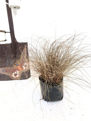 Carex bronze 2 liter Landscaping Carex bronze 2 liter Landscaping