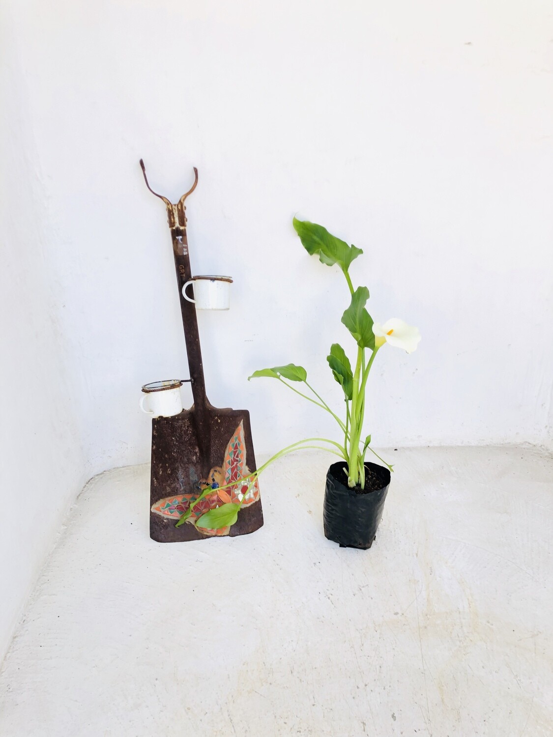 Zantedeschia &#39;Arum lilies&#39; Varkore 4 liter