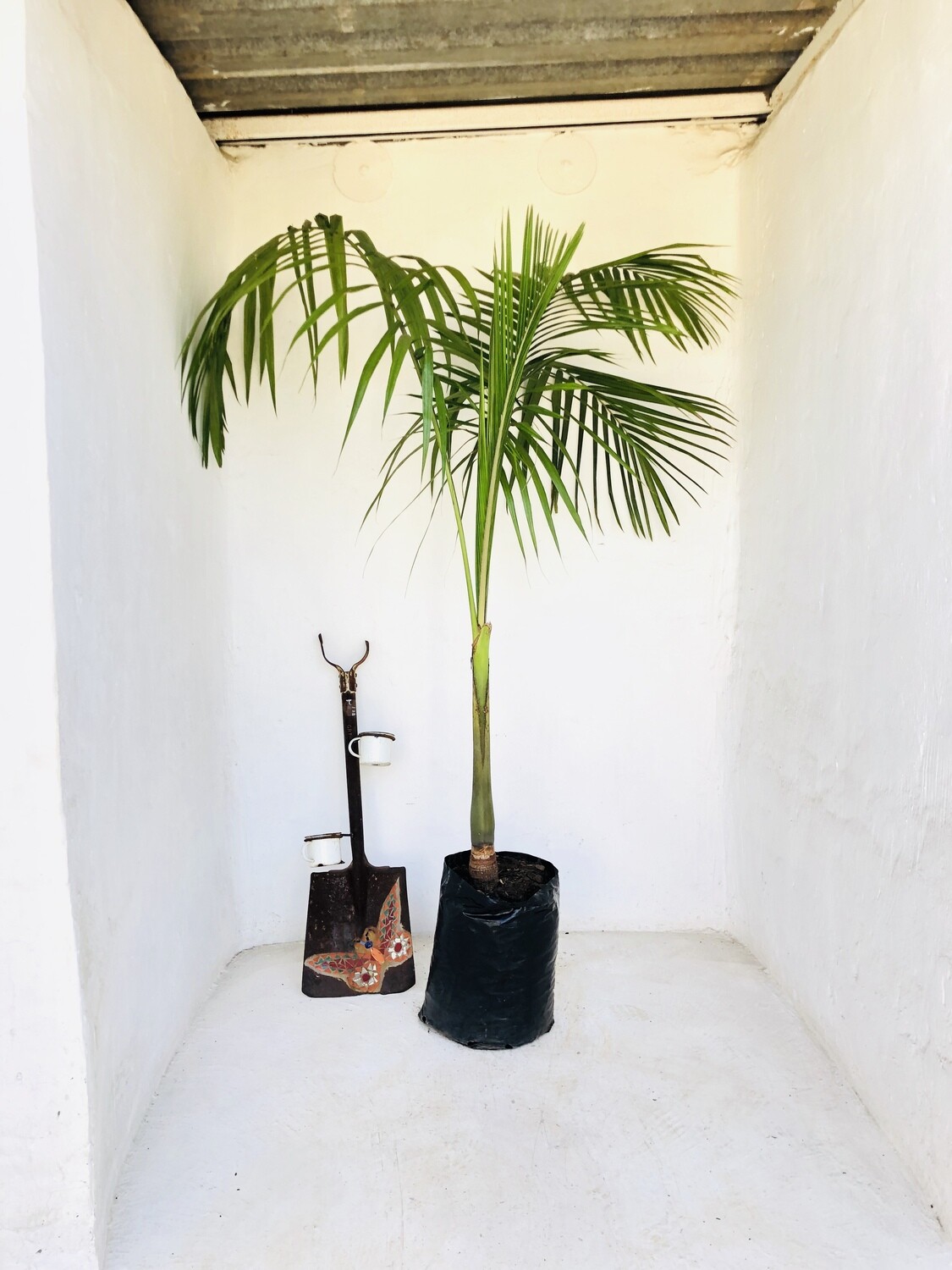 Seaforthia Palm 20 Liter