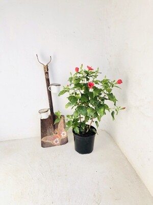 Hibiscus 23cm Pot ' Small red Flower' Hibiscus 23cm Pot ' Small red Flower'