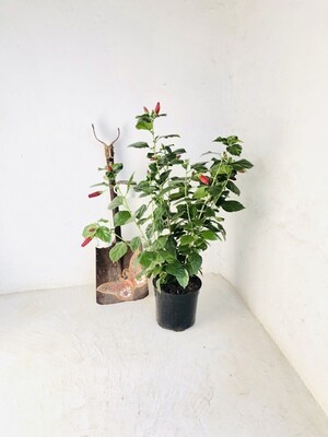Hibiscus 23cm Pot ' Large red Flower' Hibiscus 23cm Pot ' Large red Flower'