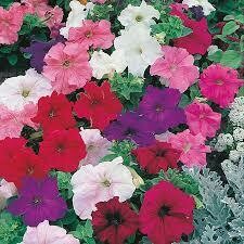 Petunia Mixed Colours Seedlings 30 pack