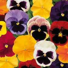 Pansy Mixed Colours Seedlings 30 pack